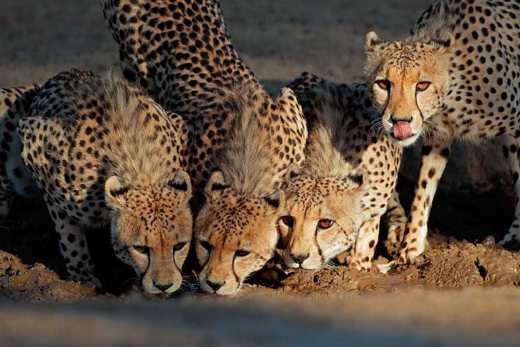 Tanzania Safari Season